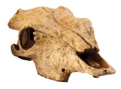 Discount Exo Terra - Buffalo Skull (Medium)