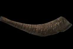 Hot Showmaster Goat Horn (Large)