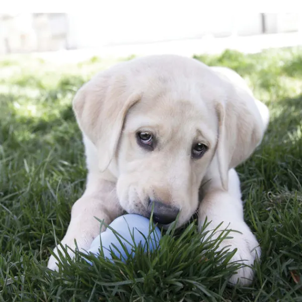 Best KONG - Snacks Puppy Large (312g)