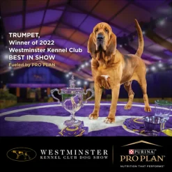 Online Proplan - Dry PRO PLAN Puppy Sensitive Skin & Stomach Dry Dog Food (3kg)