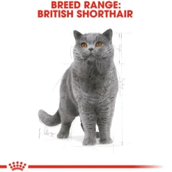 Best Royal Canin - Dry Royal Canin - British Shorthair Breed Adult Cat Dry Food (4kg)