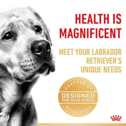 Outlet Royal Canin - Dry Royal Canin - Labrador Breed Adult Dog Dry Food (12kg)