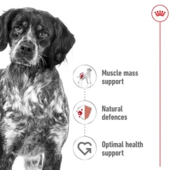 Hot Royal Canin - Dry Royal Canin - Medium Adult Dog Dry Food (4kg)