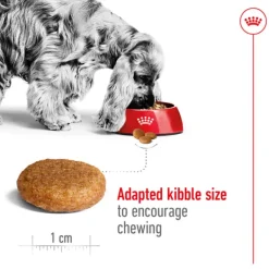 Hot Royal Canin - Dry Royal Canin - Medium Adult Dog Dry Food (4kg)