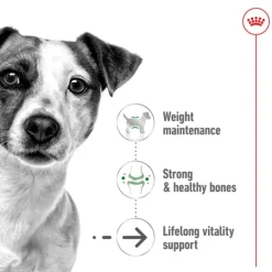 New Royal Canin - Dry Royal Canin - Mini 12+ Ageing Dog Dry Food (1.5kg)